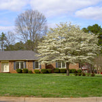 The classic American White Dogwood tree blooms in early spring.