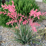 Red Yucca Little Giant