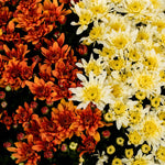 Multi-Color Mums (Chrysanthemums)