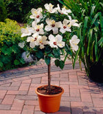 White Tropical Hibiscus Tree