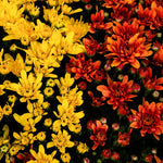 Multi-Color Mums (Chrysanthemums)