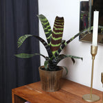 Zebra Plant in a Decorative Pot