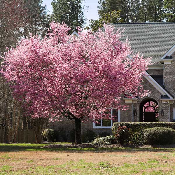 Kwanzan Cherry Trees for Sale | BrighterBlooms.com
