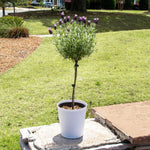 Your lavender tree comes in this decorative white pot.