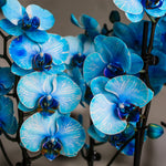 10-Inch Orchid Garden