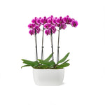 10-Inch Orchid Garden