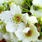 Asian Pear trees have fragrant blooms in spring.