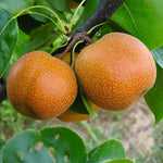 20th Century Pear Trees produce sizable, crisp and sweet fruit. 