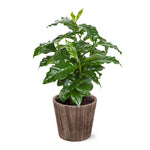 Coffee Plant in Decorative Pot