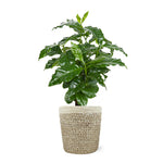 Coffee Plant in Decorative Pot