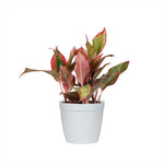 Red Chinese Evergreen Plant