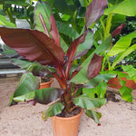 Red Abyssinian Banana Tree