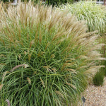 Adagio Maiden Grass is a dwarf, reaching just 3-4 feet.