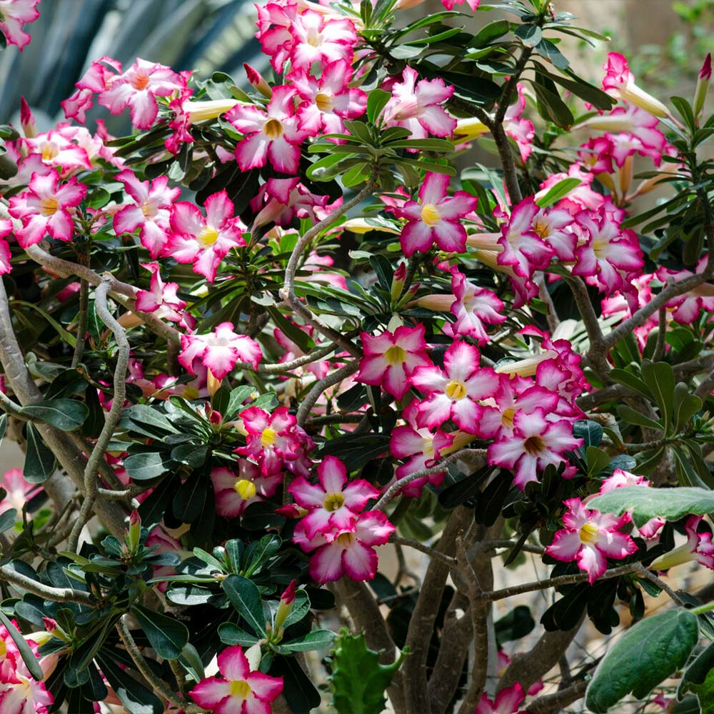 Adenium Obesum - Set of 2 - Flowering Desert Roses