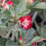 Bloom color can vary from pink to red.