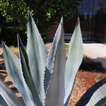 Blue American Agave Plant
