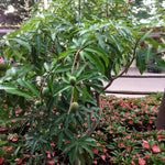 Alphonso Mango Tree