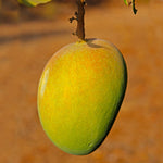 Alphonso Mango Tree