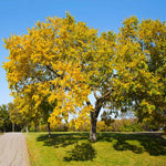 The fall color of the elm is yellow.