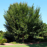 This mature American elm is an American classic.