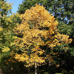 This amazing native tree has wonderful fall color.