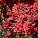 Dark Red Fall Color Foliage