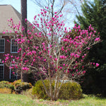 Ann Magnolia Tree