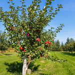 Anna is one of the best warm zone apple tree cultivars.