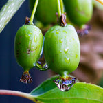 Anna Kiwi vine produces sweet bite sized fruit.