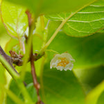 Anna & Meader Kiwi Vine Pollination Pack