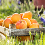 Harvest begins in mid-summer for the Blenheim Apricots.