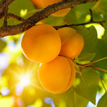 Blenheim Apricots have a wonderful balance of sweet and acidic, with a deep apricot flavor.