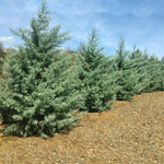 Drought tolerant Arizona Cypress have an airy natural shape.