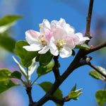 Each spring your apple tree will bloom white flowers with a touch of pink.