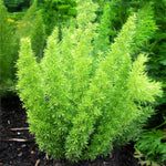 Myers Asparagus Fern Plant