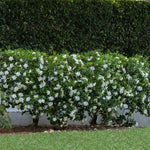 This mature August Beauty Gardenia is filled with very fragrant blooms.