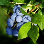 Aurora Blueberry bushes are a highbush blueberry reaching 4-5 feet in height.