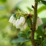 Your blueberry will have small bell shaped flowers every spring.