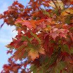 Leaves transition from their vivid summer green to a fall show of red.