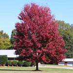 Autumn Blaze® Maple Tree