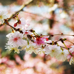 Autumn Cherry blossoms are semi-double white with touches of pink.