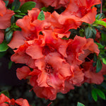 Encore Azaleas repeat bloom throughout the summer.