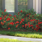 Autumn FIre Encore Azalea is a dwarf size topping out at just 2½ feet tall.