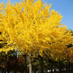 Autumn Gold Ginkgo Trees are a smaller cultivar than the standard variety.