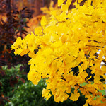 Ginkgo Trees have intense golden yellow fall color.