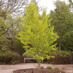 Gingko trees have a lighter green foliage than other trees.