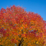 Autumn Purple Ash Tree