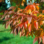 Fall color of the Autumn Purple Ash has complementary shades of red, orange and purple.