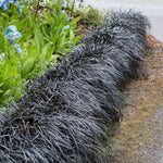 Black Mondo Grass is less than a foot tall making it perfect in the forefront of planting beds.