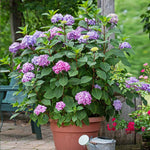 Bloomstruck Hydrangeas are perfect for pots or are great shrubs for part sun, producing blooms all summer.